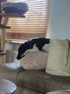 Alfie