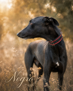 Negro