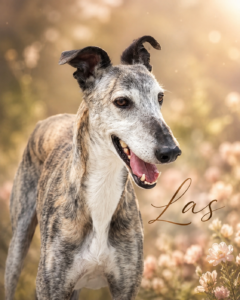 Las