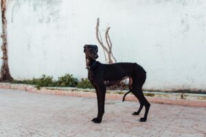 Isla