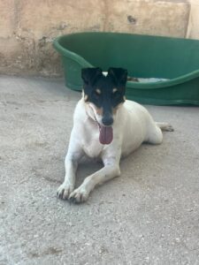 Pip
