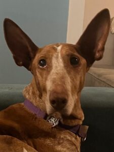 Canela