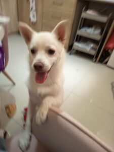 Shiro