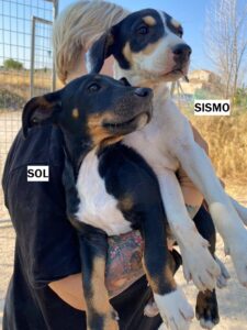 Sismo