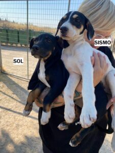 Sismo
